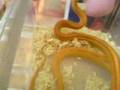 Eating-snakes