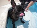 Bruno in the pool