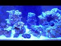 reefbrite,metal,halide