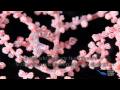 Pygmy Seahorse