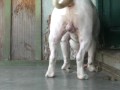 Apollo e o pé de galinha
