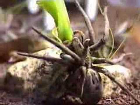 Lycosa catching a katydid