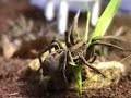 Lycosa catching a katydid