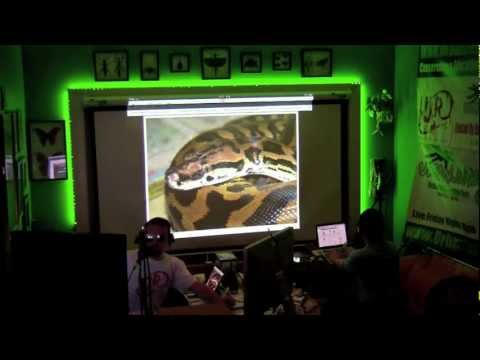YouTube reptile video