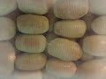 HOME MADE PINEAPPLE TART / TAT NENAS FOR SALES