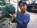 Ammazing Indian Kid