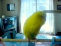おすぎのおしゃべりデビュー その①