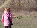 whippet.avi whippet.avi
