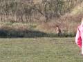 videos de whippet.avi