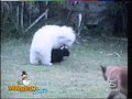 paperissima-gatti-divertenti-2.html