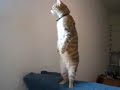 im still standing cat lolz :D