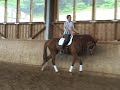 5-jähr. Wallach (gelding) v. Londonderry/Donnerhall 5-jähr. Wallach (gelding) v. Londonderry/Donnerhall