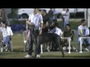humo dog show