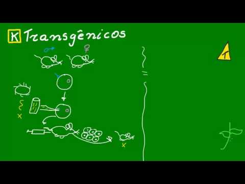 Transgênicos - Genética - Biologia