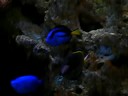 aquario marinho 