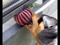 Spasso con la palla Spasso con la palla