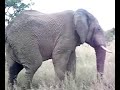 elefantenangriff -watching the elefants,critical situation