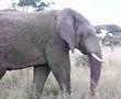 elefantenangriff -watching the elefants,critical situation