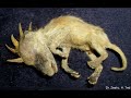 Cryptids and Paranor