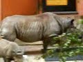 Suri the Baby Rhino at Paignton Zoo Suri the Baby Rhino at Paignton Zoo