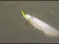 Saratoga caught at Cania Dam-Freshwater Fishing Saratoga caught at Cania Dam-Freshwater Fishing