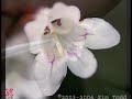 Germplasm-and-Genes-