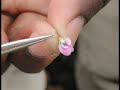 Germplasm-and-Genes-