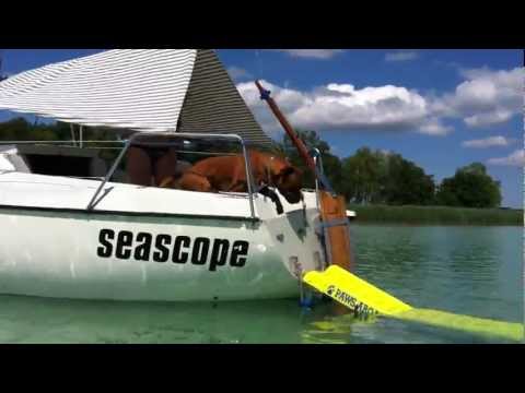 Boxerhund Monos Badeleiter