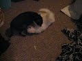 Wicked and Spike FIGHT Wicked and Spike FIGHT