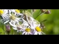 Honey bee landing on Asters