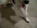 videos de Tasha the papillon training video session 1