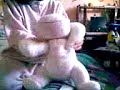 Mucca