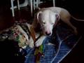 Dogo Argentino video