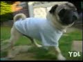 Ydl- Pug Poker Face