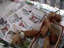 Poodle puppie play