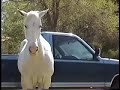 Amazing Horse lip synchs to music Amazing Horse lip synchs to music