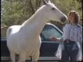 Amazing Horse lip synchs to music