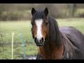 BIG remix of the ponies! xx