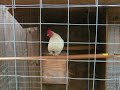bantams white old english bantams white old english