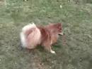 fizfetch fizfetch