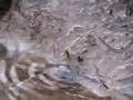videos de Divide Creek Seep 2004 - characteristics of gas expression