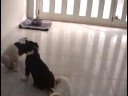 American Staffordshire Terrier