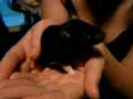 New Baby Ratties