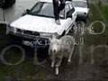 Brutal Sheep Bunty 107.3FM