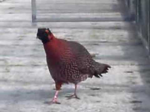 Lateral display by male Satyr tragopan