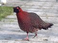 Lateral display by male Satyr tragopan