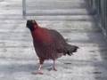 Lateral display by male Satyr tragopan