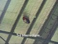 RC Blimp Rescue