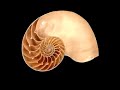 Fibonacci, Fractals and Financial Markets - Socionomics.net