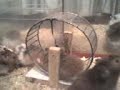 Hamster Mupets (Black Hamster)